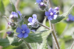 green alkanet